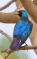 /album/photogallery/bronze-tailed-glossy-starling-jpg/